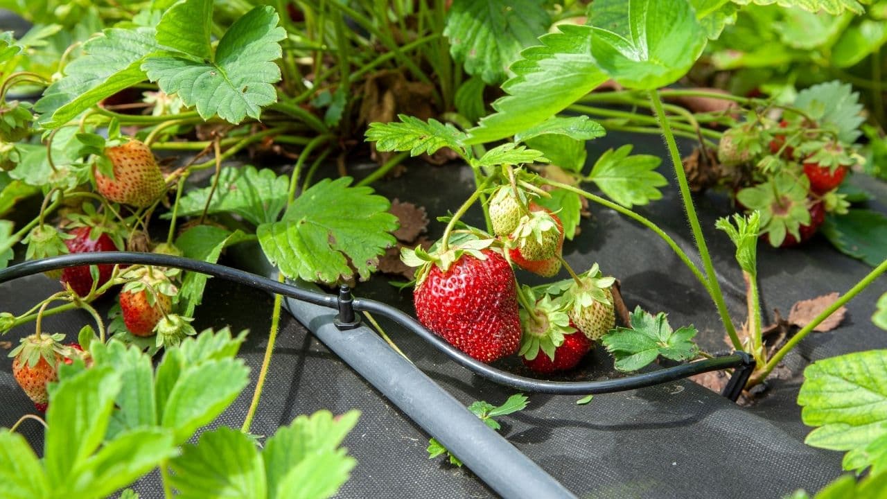 A drip line running along a strawberry bed on black mulch, fruit ripening beside it