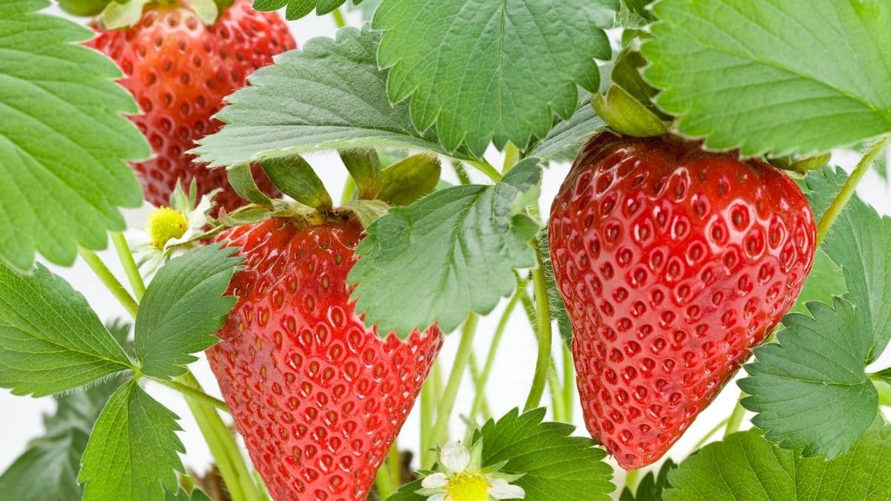 Ripening strawberries and open flowers on a plant among its leaves