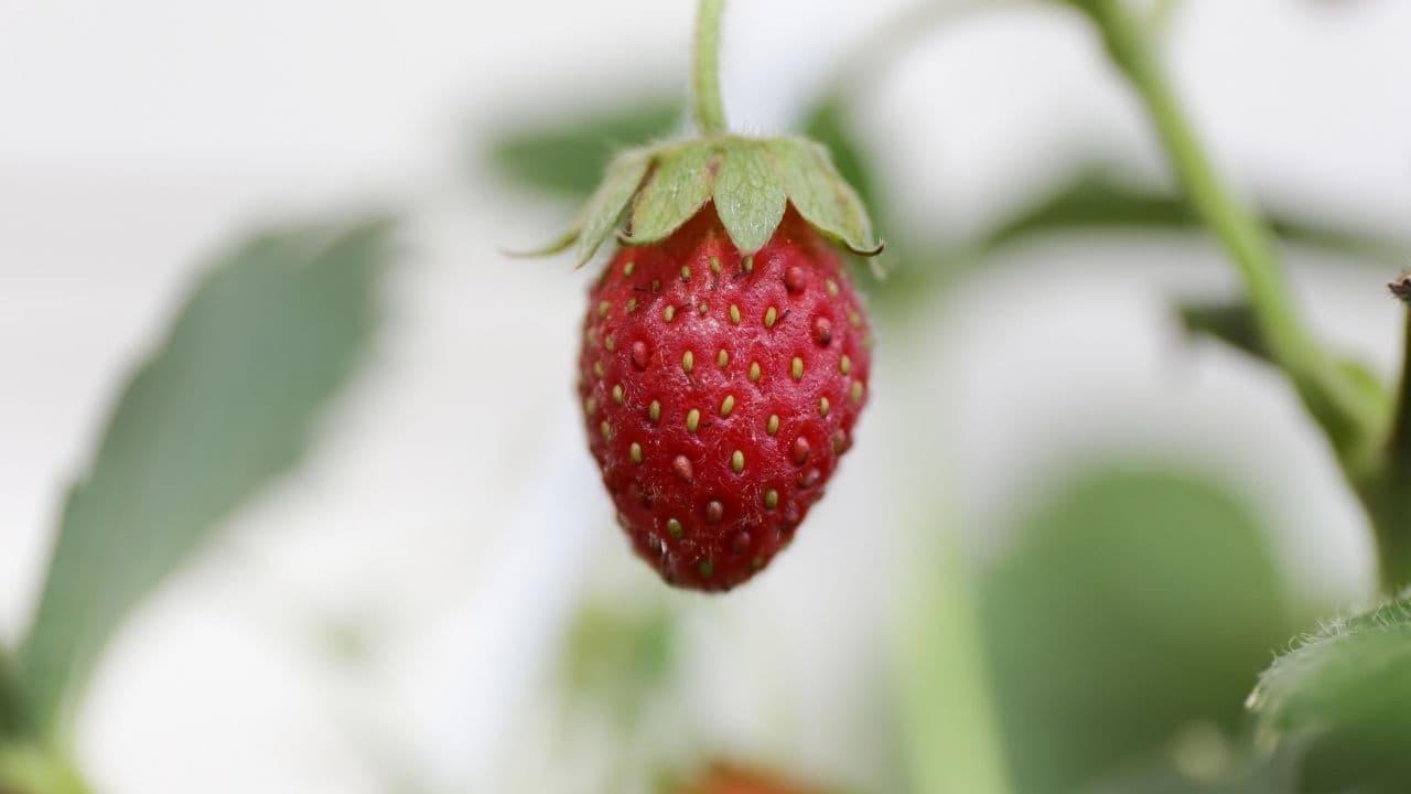 A single ripening strawberry hanging from the plant, foliage soft behind it