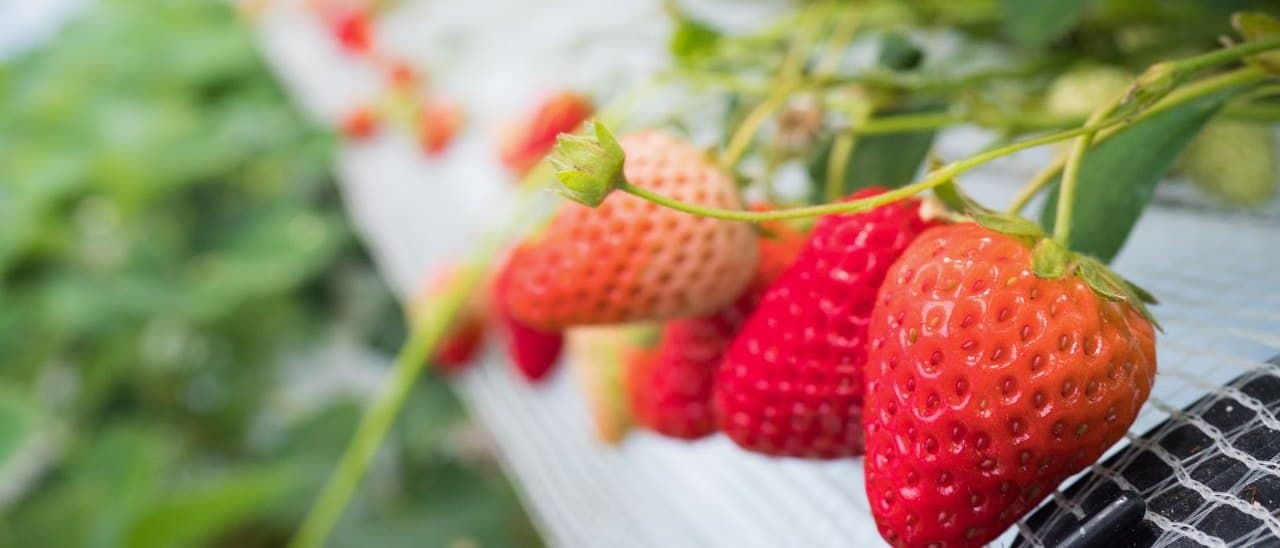 Strawberries ripening on a raised bed under white mulch film