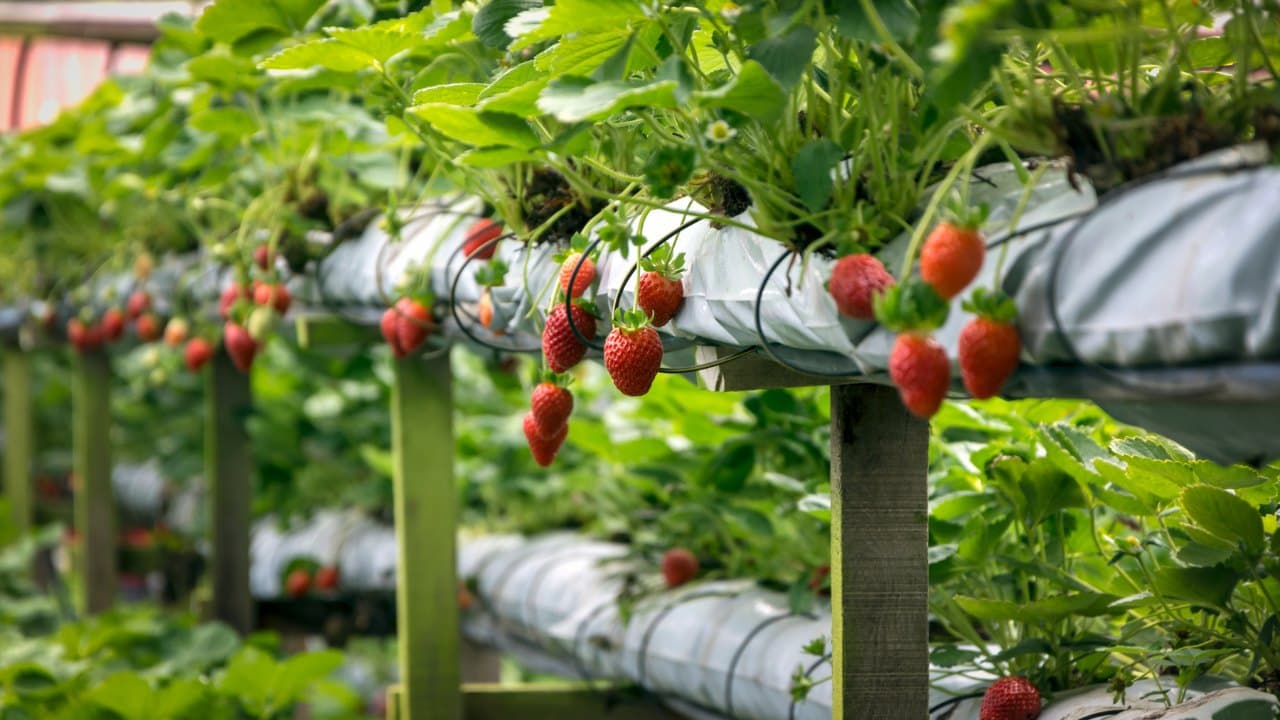 Strawberries ripening on raised growing troughs under cover