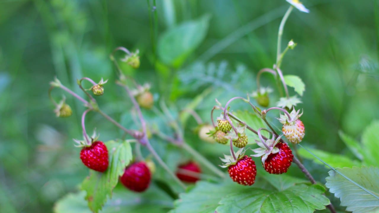 Small strawberries ripening on trailing stems among grass