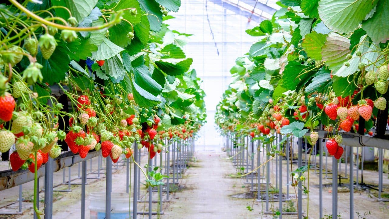 Rows of strawberry plants on suspended gutters inside a polyhouse
